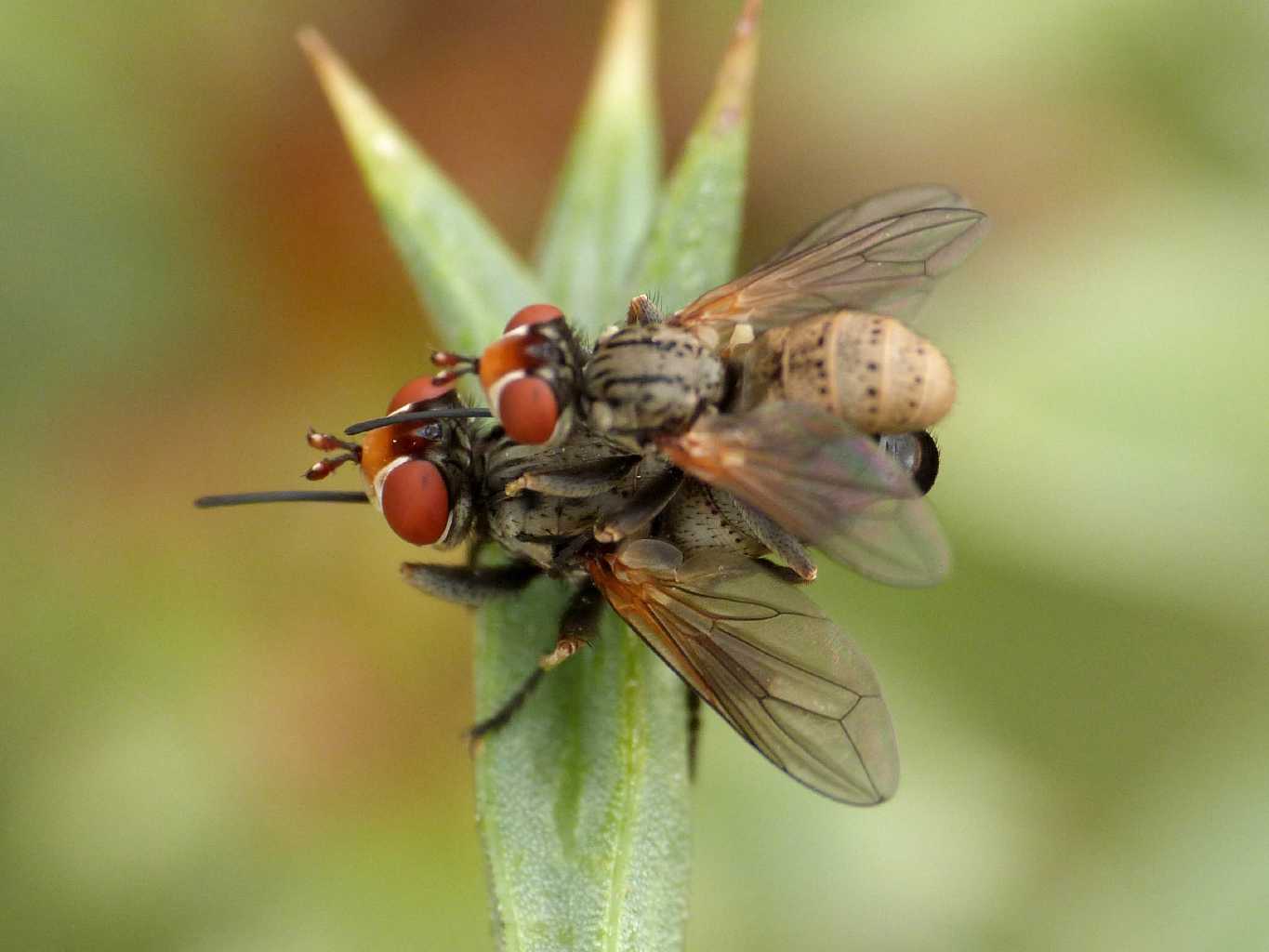 Conopidae (Zodion sp.) in accoppiamento
